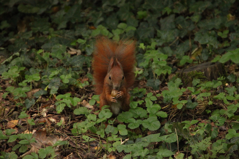 Squirrel on ground